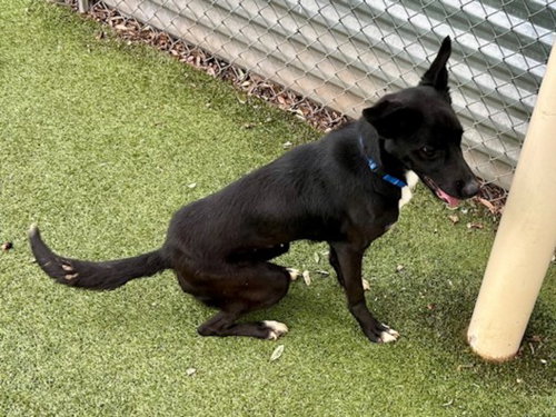 *HALSEY - Border Collie / Labrador Retriever available for adoption