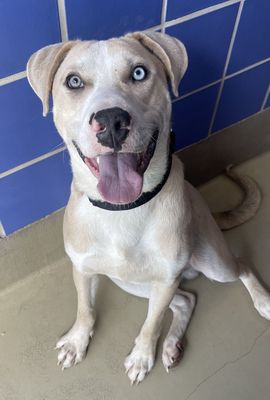 *CHIP - Labrador Retriever available for adoption