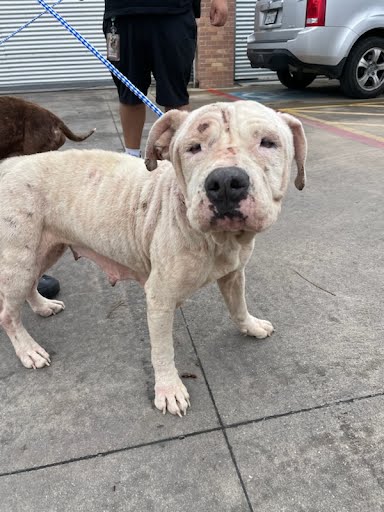 SQUISH - Pit Bull Terrier available for adoption
