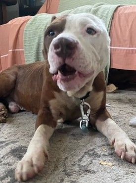 *CHAMP - Pit Bull Terrier available for adoption
