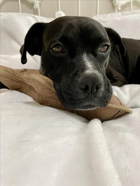 BOSTON - Labrador Retriever available for adoption