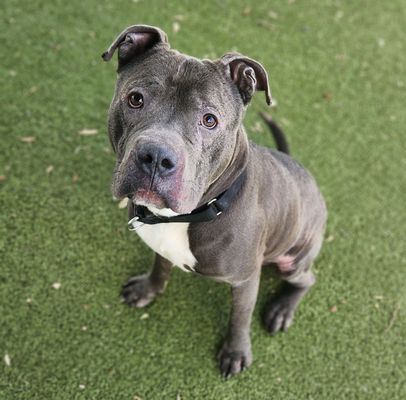 *PIGGLE - Pit Bull Terrier available for adoption