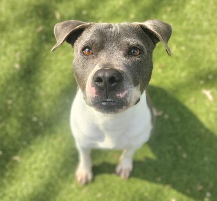 *TOFU - Pit Bull Terrier available for adoption