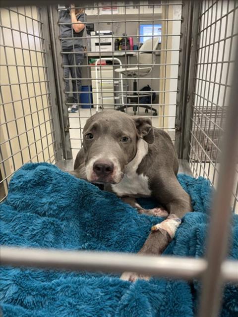 *LILAC - American Staffordshire Terrier available for adoption