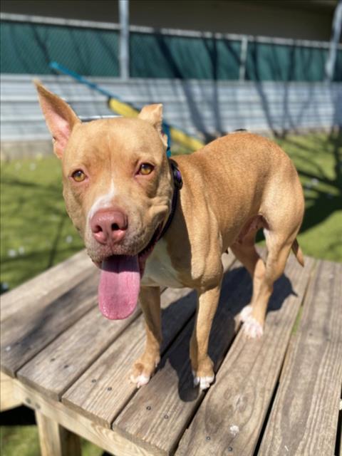 *STELLA - Pit Bull Terrier available for adoption