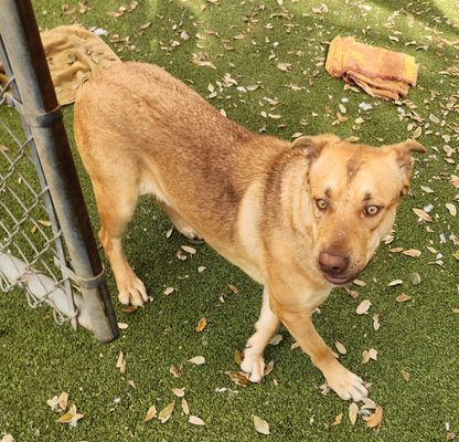 GALLETA - Labrador Retriever available for adoption