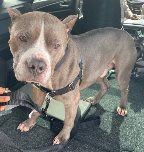 MARVEL - Pit Bull Terrier available for adoption
