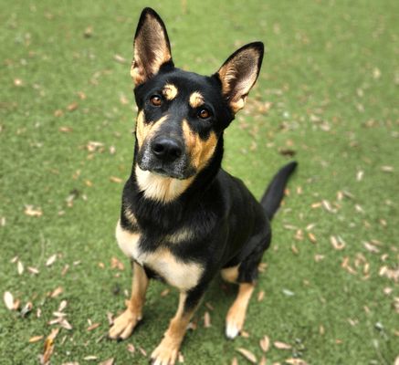 *LADY JESSICA - Doberman Pinscher available for adoption