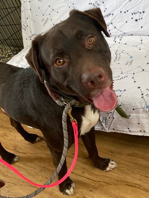 Labrador Retriever