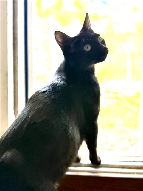 picture of the cat needing adoption