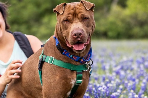 TRAP - Chinese Shar-Pei available for adoption