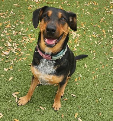 *RALPHIE - Doberman Pinscher / Black and Tan Coonhound available for adoption
