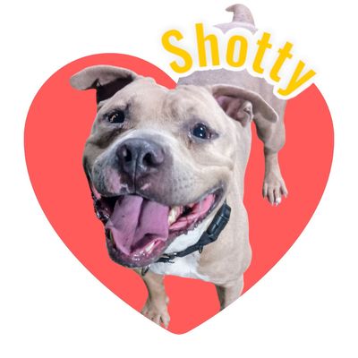 Pit Bull