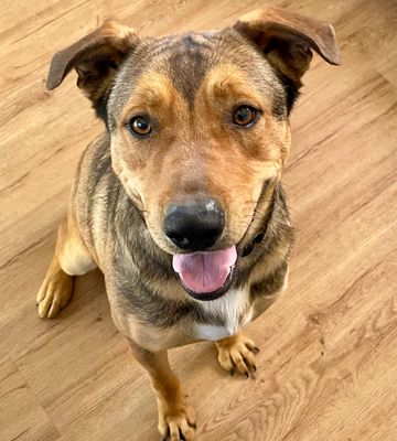 PIRATA - German Shepherd Dog available for adoption