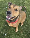 adoptable Dog in  named BERTHA