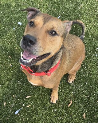 BERTHA - Black Mouth Cur available for adoption