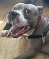 adoptable Dog in  named TAZ
