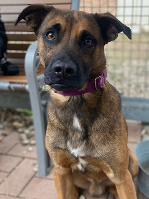 *FRANCISCO - Black Mouth Cur available for adoption