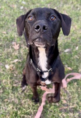 HOKU - Labrador Retriever / Pit Bull Terrier available for adoption