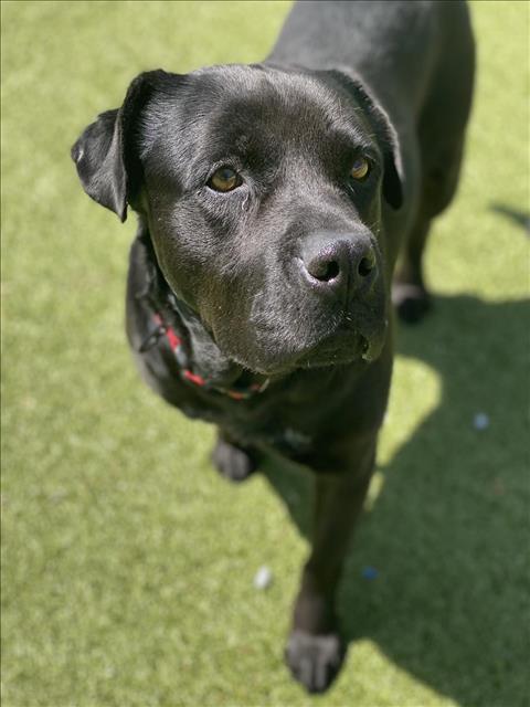 HANSOM - Labrador Retriever available for adoption