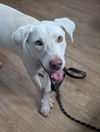 adoptable Dog in  named *OLAF