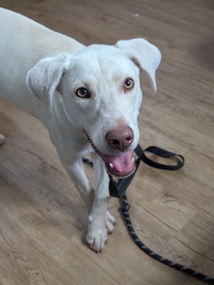 *OLAF - Labrador Retriever available for adoption