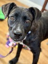 adoptable Dog in  named *OPAL