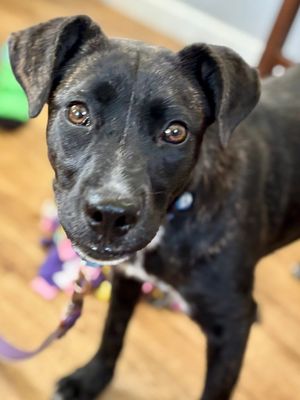 *OPAL - American Pit Bull Terrier available for adoption
