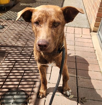 *BRINDLE BOB - Labrador Retriever available for adoption
