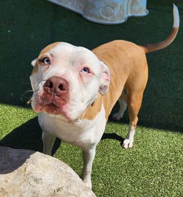 LACY - American Pit Bull Terrier available for adoption