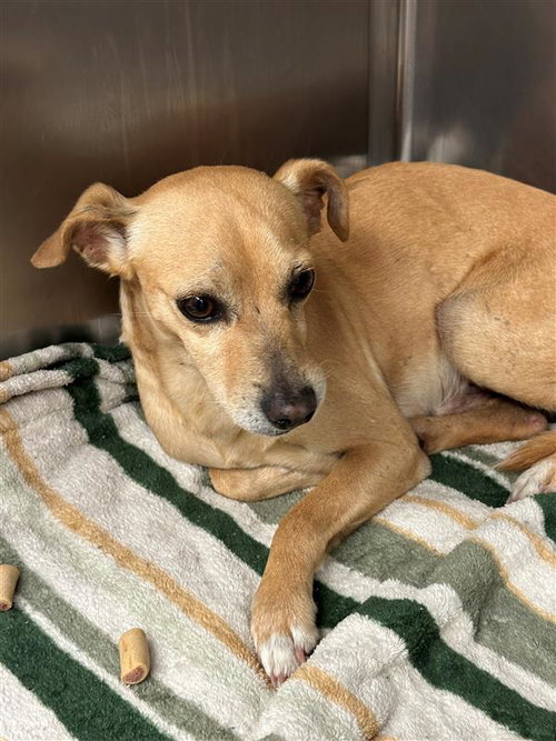 *ARUN - Chihuahua available for adoption