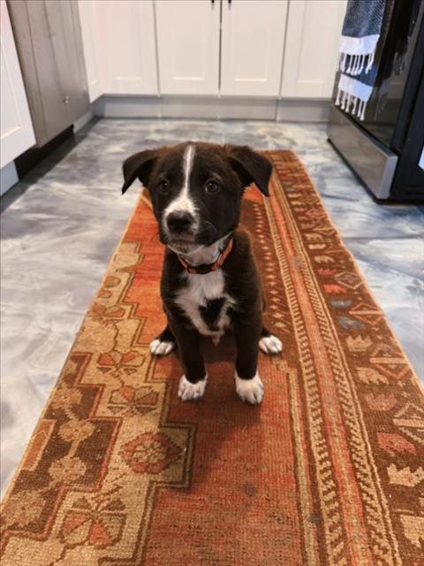 *CHICO - Labrador Retriever available for adoption
