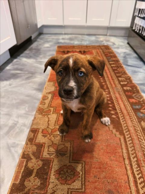 *RIOT - Labrador Retriever available for adoption