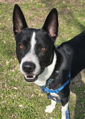 *TERIYAKI - Border Collie available for adoption