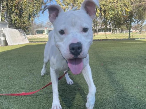 *MERCI - Pit Bull Terrier available for adoption