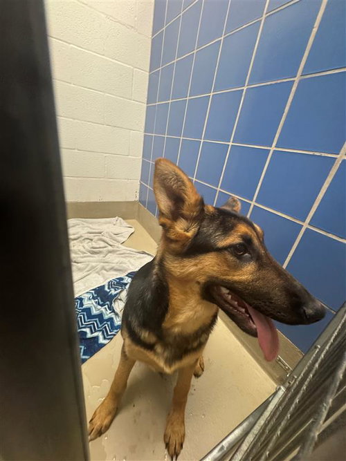 *LILLIAN - German Shepherd Dog available for adoption