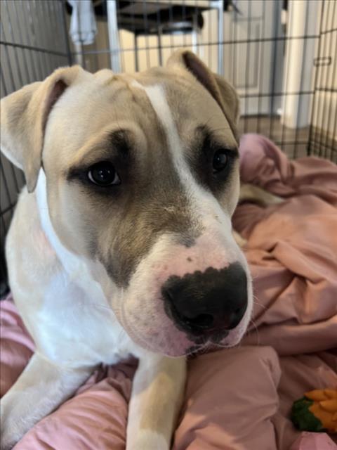 KING - American Pit Bull Terrier available for adoption