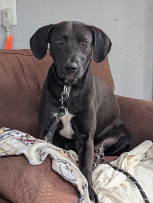 *ORLANDO - Labrador Retriever available for adoption