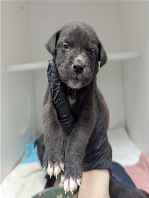 *MONKEY - Labrador Retriever available for adoption