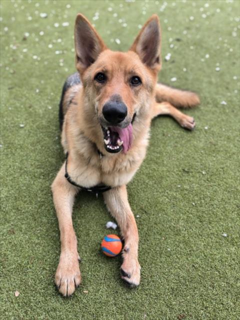 *DUDLEY - German Shepherd Dog available for adoption