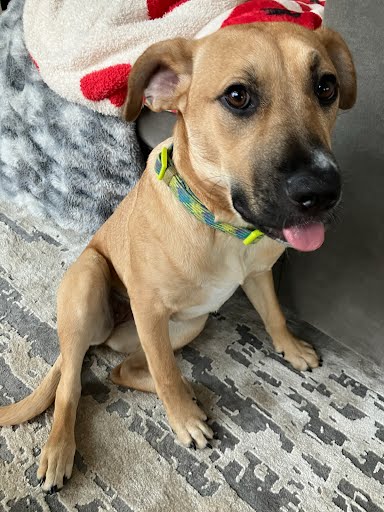 COOKIE - Labrador Retriever / German Shepherd Dog available for adoption