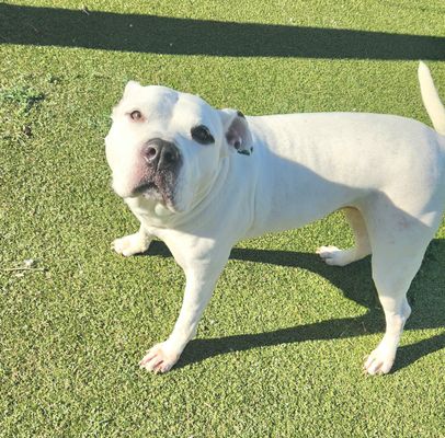 YOLA - Pit Bull Terrier / Labrador Retriever available for adoption