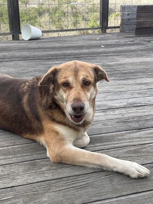 BIRDIE - Siberian Husky available for adoption