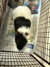 adoptable Guinea Pig in  named OREO