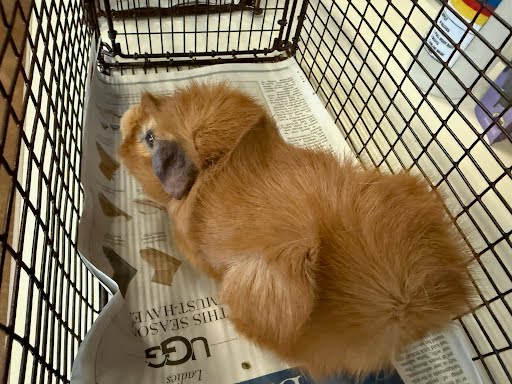 adoptable Guinea Pig in Austin, TX named PUMPKIN