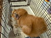 adoptable Guinea Pig in  named PUMPKIN