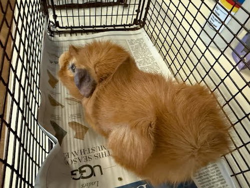 PUMPKIN - Guinea Pig available for adoption