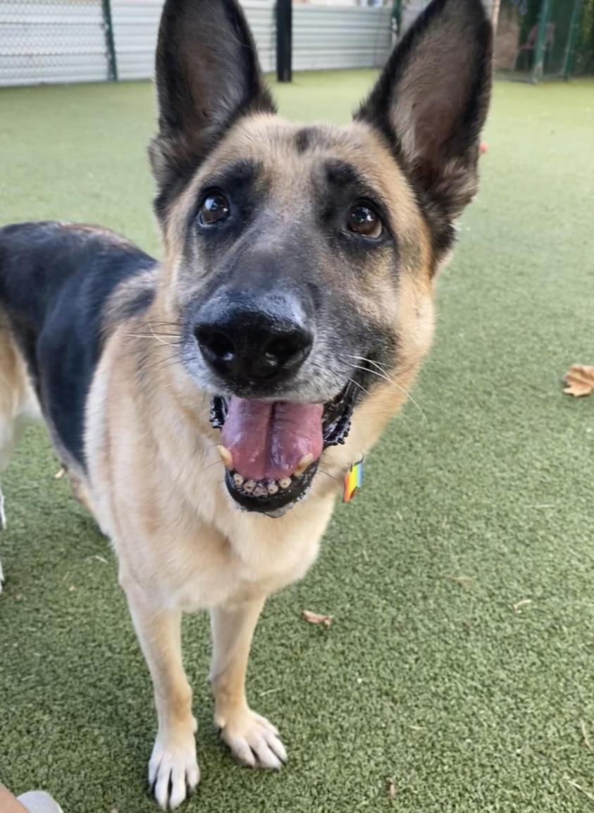 German Shepherd