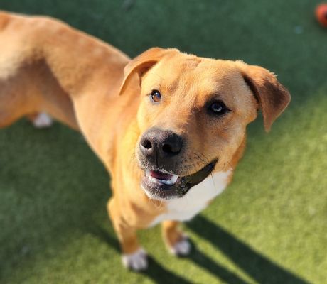 *DONNIE - Pit Bull Terrier / German Shepherd Dog available for adoption