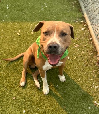 *MAPLE - American Pit Bull Terrier available for adoption